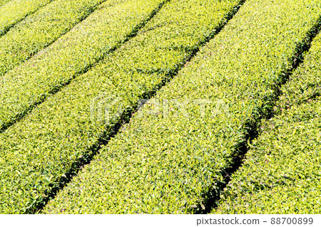 《Fukuoka Prefecture》 Yame tea / tea plantation 88700899
