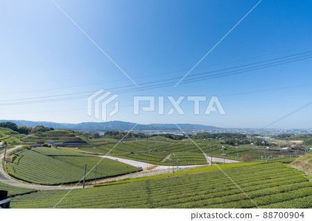 《Fukuoka Prefecture》 Yame tea / tea plantation 88700904
