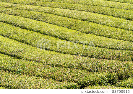 《Fukuoka Prefecture》 Yame tea / tea plantation 88700915