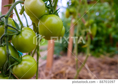 Selective focus on green tomato fruits on the branches in the greenhouse.  88701097