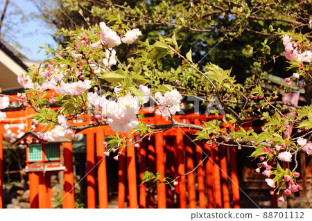妙勝寺院內稻荷附近的八重櫻 (2) 妙勝寺院內稻荷附近的八重櫻 (2) 88701112