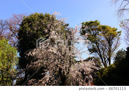 明勝寺正殿前的垂枝櫻花(一) 明勝寺正殿前的垂枝櫻花(一) 88701113