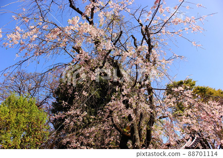 明勝寺正殿前的垂枝櫻花 (2) 明勝寺正殿前的垂枝櫻花 (2) 88701114