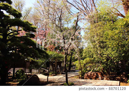Approach to Myoshoji temple gate in spring 88701120