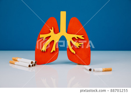 Model of lungs and cigarettes. Health care concept 88701255