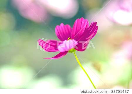 One wheel of cosmos 88701487