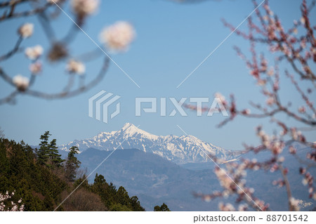 At first glance, 100,000 Anzu no Sato pink flowers bloom toward the blue sky with Mt. Takatsuma in the background. At first glance, 100,000 Anzu no Sato pink flowers bloom toward the blue sky with Mt. Takatsuma in the background. 88701542