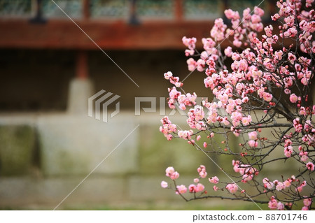 Beautiful Palace, Changdeokgung Palace, World Heritage Site Beautiful Palace, Changdeokgung Palace, World Heritage Site 88701746