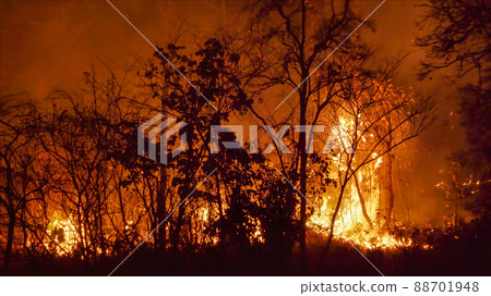 Wildfire disaster in tropical forest caused by human Wildfire disaster in tropical forest caused by human 88701948
