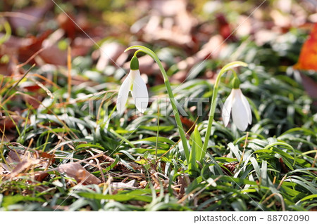 雪花蓮的花朵 88702090
