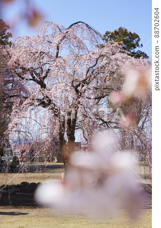 哭泣的櫻桃樹 哭泣的櫻桃樹 88702604