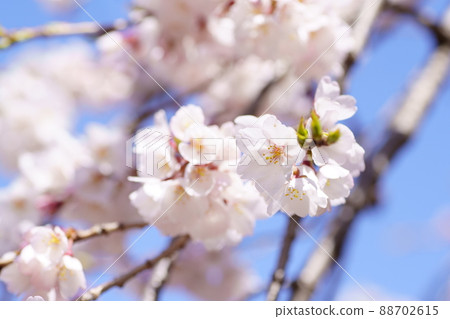 哭泣的櫻桃樹 哭泣的櫻桃樹 88702615