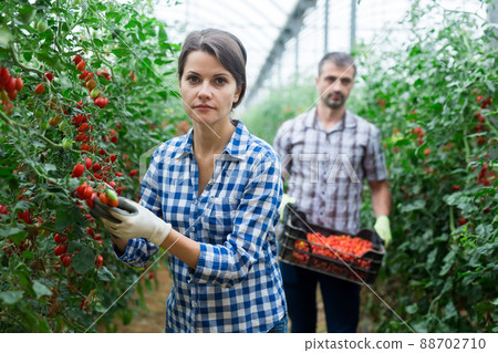 Man helps woman to harvest crop of ripe cherry tomatoes in greenhouse Man helps woman to harvest crop of ripe cherry tomatoes in greenhouse 88702710