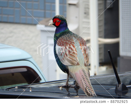Back view of a male pheasant on the roof of a car 88702925