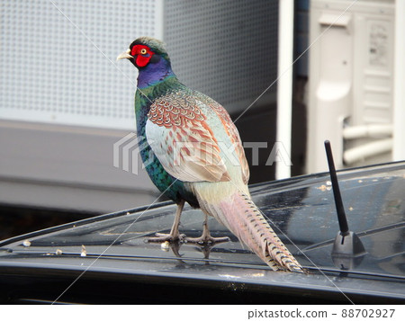 Back view of a male pheasant on the roof of a car 88702927