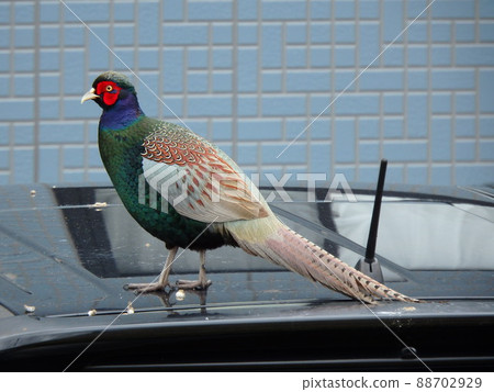 Sideways view of a male pheasant on the roof of a car 88702929