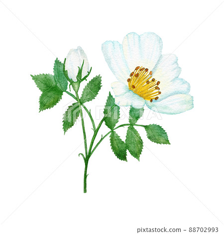 Watercolor hand drawn illustration of white wild rose with green leaf leaves, elegant dog-rose floral flower blossom petals, natural plant greenery. Nature herb, pastel wedding concept for print 88702993