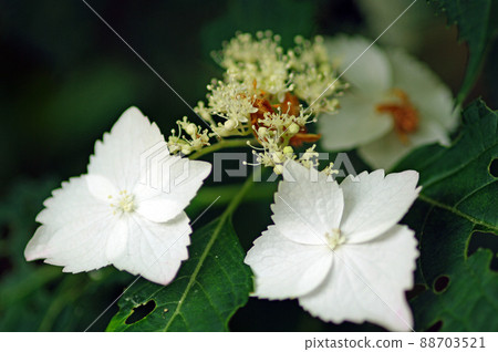 Hydrangea that decorates early summer is also called the Seven Changes. I love this flower during the rainy season. 88703521