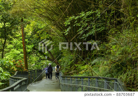 Taiwan, New Taipei City, Shifenliao Waterfall, Forest Trail, Taiwan, New Taipei City, シフェンリアオ杝, フォレストトレイル, Taiwan Taiwan, New Taipei City, Shifenliao Waterfall, Forest Trail, Taiwan, New Taipei City, シフェンリアオ杝, フォレストトレイル, Taiwan 88703687