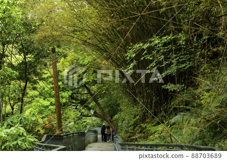 臺灣，新北市，十分寮瀑布，森林步道，台湾、新北市、シフェンリアオ滝、フォレストトレイル、Taiwan 88703689