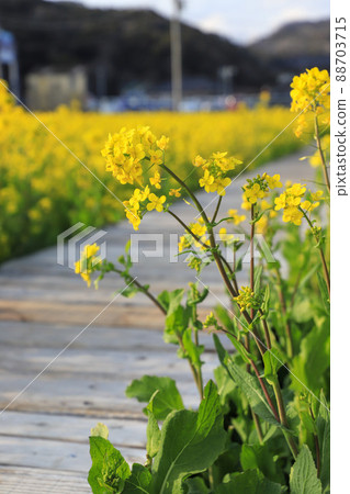 南印度油菜田 88703715