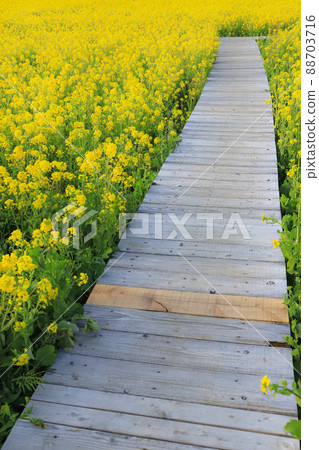 南印度油菜田 88703716