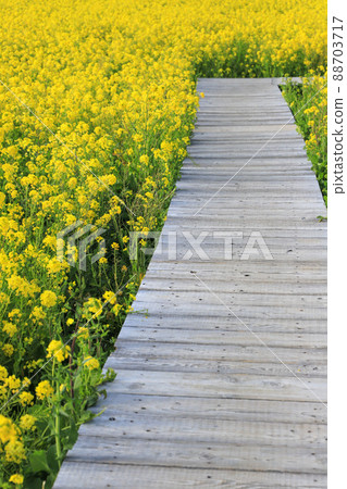 南印度油菜田 88703717