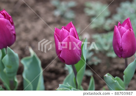 日本春天公園裡盛開的鬱金香花 日本春天公園裡盛開的鬱金香花 88703987