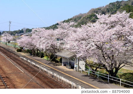 A row of cherry blossom trees at a rural station A row of cherry blossom trees at a rural station 88704000