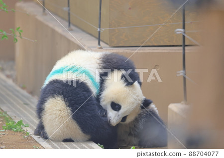 與雷雷和小小一起玩 2 88704077