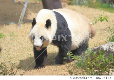 16-year-old Xin Xin walking _ giant panda 2 88704173