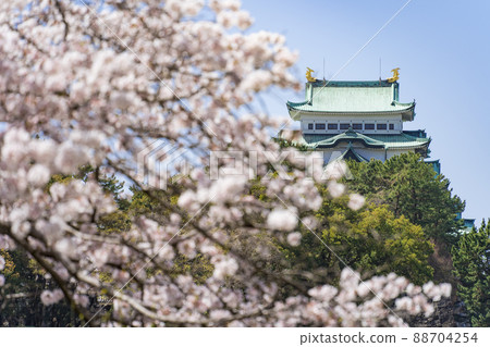 名古屋城和櫻花（吉野櫻花） 88704254
