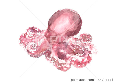 用水彩畫的章魚的插圖 88704441