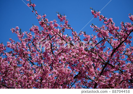 Sakura, Sakura, Early Blooming Cherry Blossoms, Kawazu Cherry Blossoms in Full Bloom, March 14, Blue Sky Sakura, Sakura, Early Blooming Cherry Blossoms, Kawazu Cherry Blossoms in Full Bloom, March 14, Blue Sky 88704458