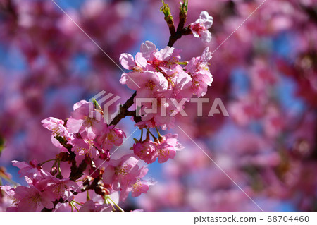 櫻花,櫻花,早開的櫻花,盛開的河津櫻花,3月14日,藍天 櫻花,櫻花,早開的櫻花,盛開的河津櫻花,3月14日,藍天 88704460