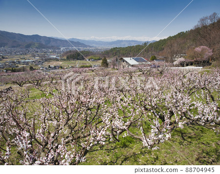 長野縣長野市安津之裡、松代町和牛立山山脈的安祖花(無人機鳥瞰圖) 長野縣長野市安津之裡、松代町和牛立山山脈的安祖花(無人機鳥瞰圖) 88704945