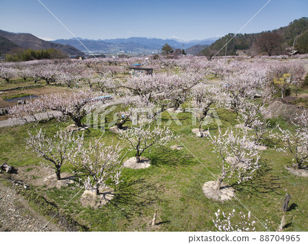 長野縣千隈市 Anzu no Sato Anzu Festival 千隈市(無人機航拍) 長野縣千隈市 Anzu no Sato Anzu Festival 千隈市(無人機航拍) 88704965