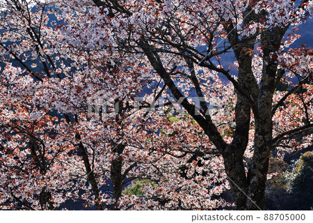 Cherry Blossoms Cherry Blossoms 88705000