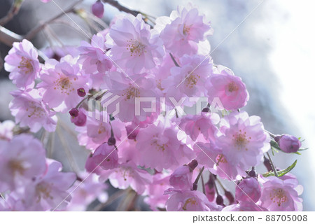 Cherry Blossoms Cherry Blossoms 88705008