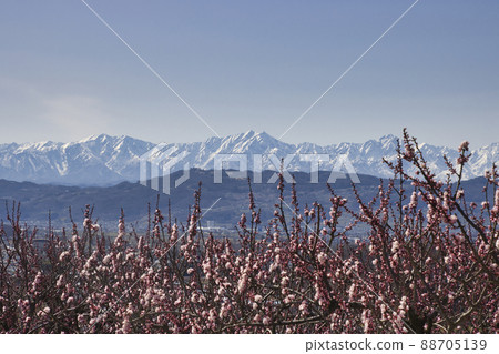 Anzu flowers in Anzu no Sato, Matsushiromachi and Ushirotateyama mountain range, Nagano City, Nagano Prefecture Anzu flowers in Anzu no Sato, Matsushiromachi and Ushirotateyama mountain range, Nagano City, Nagano Prefecture 88705139