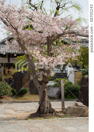 神戶 / Sakura Sumadera 88705243