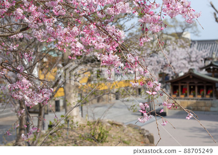 神戶須磨寺源平庭園的櫻花 神戶須磨寺源平庭園的櫻花 88705249