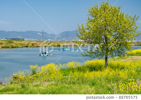 The riverbank of the Yodo River where Nanohana blooms 88705575