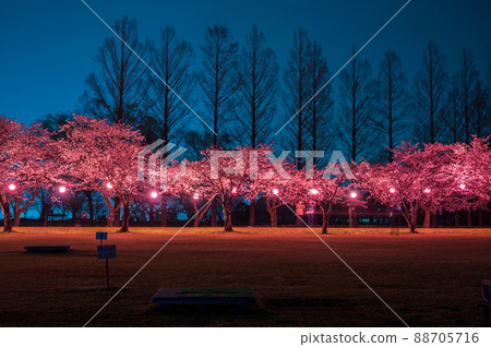 Night sky and night cherry blossoms illuminated by bonbori (Komatsu City, Ishikawa Prefecture) Kibagata Park / Taken in April 2022 88705716