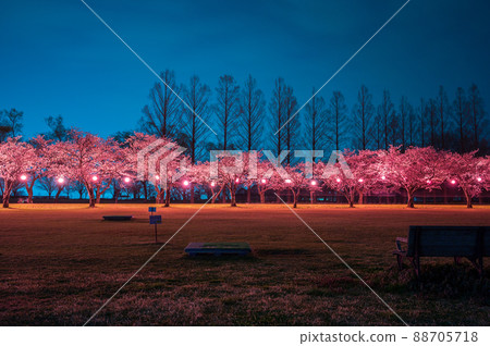 Night cherry blossoms illuminated by bonbori (Komatsu City, Ishikawa Prefecture) Kibagata Park / Taken in April 2022 Night cherry blossoms illuminated by bonbori (Komatsu City, Ishikawa Prefecture) Kibagata Park / Taken in April 2022 88705718