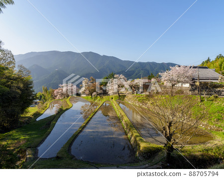 禦岳櫻花和梯田風光 88705794