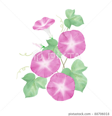 牽牛花畫水彩插圖 88706018