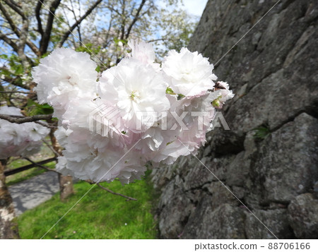 Cherry blossoms that change in flower color Cherry blossoms that change in flower color 88706166