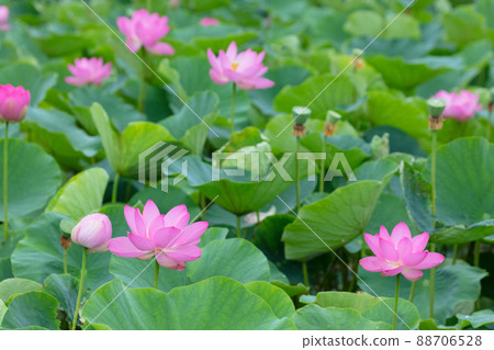 蓮花 蓮花 88706528