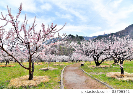 Chikuma City Anzu no Sato / Anzu no Sato Overlooking the Sketch Park (Chikuma City, Nagano Prefecture) [2022.4] 88706541